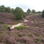 HEIDE08