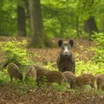 bg_veluwe