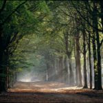 sfeerbos-Veluwe