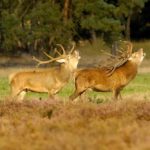 veluwe1
